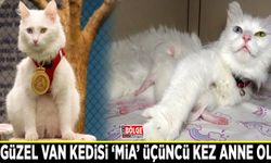 En güzel Van kedisi ‘Mia’ üçüncü kez anne oldu