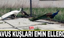 Tavus kuşları emin ellerde