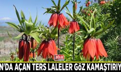 Van'da açan ters laleler göz kamaştırıyor