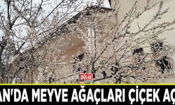 Van'da meyve ağaçları çiçek açtı