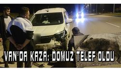 Van’da kaza: Domuz telef oldu