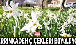 Zerrinkadeh çiçekleri büyülüyor