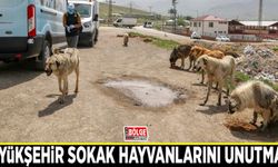 Büyükşehir sokak hayvanlarını unutmadı