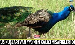 Tavus kuşları Van YYÜ’nün kalıcı misafirleri oldu