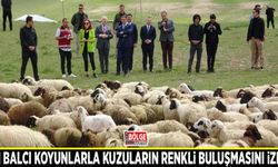 Van Balcı koyunlarla kuzuların renkli buluşmasını izledi