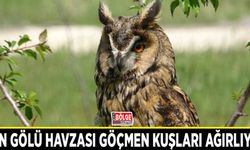 Van Gölü Havzası göçmen kuşları ağırlıyor