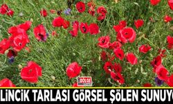 Gelincik tarlası görsel şölen sunuyor