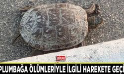 Kaplumbağa ölümleriyle ilgili harekete geçildi