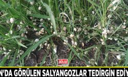 Van'da görülen salyangozlar tedirgin ediyor