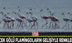 Erçek Gölü flamingoların gelişiyle renklendi