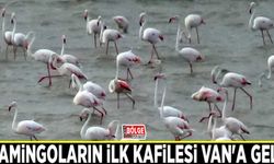 Flamingoların ilk kafilesi Van'a geldi