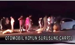 Otomobil koyun sürüsüne çarptı: 21 koyun telef oldu