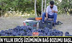 3 bin yıllık Erciş üzümünün bağ bozumu başladı