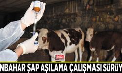 Sonbahar şap aşılama çalışması sürüyor