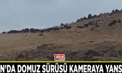 Van’da domuz sürüsü kameraya yansıdı