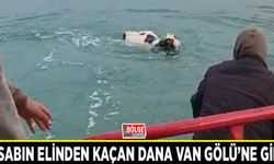 Kasabın elinden kaçan dana Van Gölü’ne girdi
