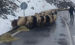 Van'da besicilerin zorlu kış mesaisi başladı