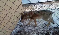 Van'da tedavisi tamamlanan kurt doğaya bırakıldı