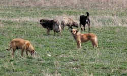 Van YYÜ'de başıboş köpekler korku saçıyor