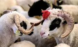 Kurban bayramı tatili kaç gün olacak? Resmi açıklama yapıldı