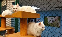 Van Kedileri Yine İlgi Odağı: Kedi Villası 2025'te Binlerce Ziyaretçiyi Ağırladı