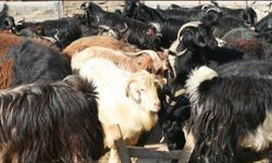 Vanlı Üreticiye Müjde: Satılamayan Kurbanlıkları Devlet Alacak!
