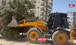 Van'da Yarım Asırlık Ağaç Kökünden Söküldü: Halk Tepkili!