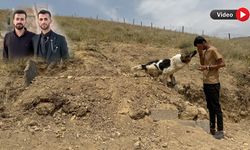 Vefalı Köpek Sahibinin Mezarı Başından Ayrılmıyor