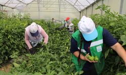Edremit’te belediyeye ait serada sezonun ilk hasadı yapıldı