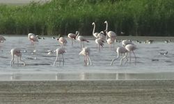 Doğanın Tablolaştığı Anlar: Erçek Gölü’nde Flamingo Göçü