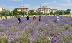 Van YYÜ'de Bitki Cenneti: 300 Türlük Tıbbi ve Aromatik Bahçe Ziyaretçilerini Büyülüyor