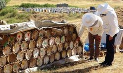 Van’da Arıcılar Küresel Isınma Alarmı Verdi