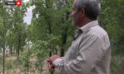 Van'ın Belleğinde Yaşayan Bir Hikâye: Van Gölü Canavarı