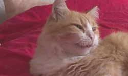 Mahkeme kediyi haksız buldu ‘ev hapsi’ verdi, sahibi 100 bin TL zarar etti