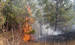 Sarıkamış Ormanlarında Örtü Yangını: Ekipler Müdahale Ediyor