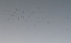 Van Gölü Semalarında Kuş Sürüsü Büyüleyici Görsel Şölen Yarattı