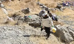 Ağacın içinden tam 3 kilo bal çıktı!