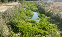 Van’ın Yaşam Suyu Kurutuluyor mu? DSİ ve VASKİ’ye Su Çağrısı