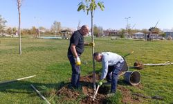 Van Tuşba 15 Temmuz Parkı Yenileniyor: Ağaçlandırma Çalışmaları Başladı