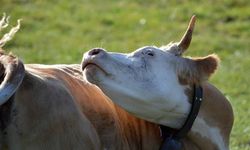 Deli dana hastalığı nedir, nasıl bulaşır? Deli dana hastalığı insana bulaşır mı, belirtileri nelerdir? İşte tedavi yönte