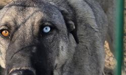 Van Kedisi Değil , Bu kez Van Köpeği