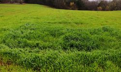 Van'da 20 dönüm alan resmen araba fiyatına satılacak! Mahkeme son tarihi açıkladı