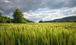 Van'da Dev Tarım Alanı Satılacak: Mahkemeye Bu Rakamı Götüren Toprak Sahibi Olacak