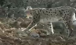 Hakkari Çukurca’da Nesli Tehlike Altında Olan Vaşak Görüntülendi