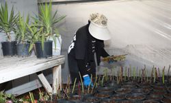 Seralarda Kışın İlk Fideleri Dikiliyor