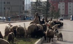 Koyun sürüsü yolu kapattı, sürücüler cep telefonlarına sarıldı