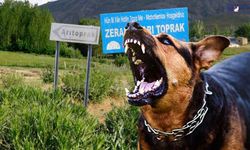 Van'da Korkutan Kuduz Vakası: Muhtardan İlk Açıklama