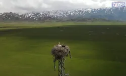 Kuş Cenneti’nde Bahar Büyüsü: Leylekler Yuvaya Döndü