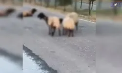 Siirt'te Şüpheli Hayvan Ölümleri! 32 Küçükbaş Telef Oldu