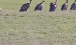 Van’da Nadir Görülen Manzara! Onlarca Kızıl Akbaba Aynı Anda Görüntülendi